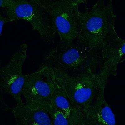 Immunocytochemistry/Immunofluorescence: BICD2 Antibody (10811) [NBP2-43683] - Analysis of human RPE1 cells using BICD2 antibody. Image from verified customer review.