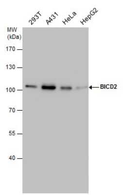 Western Blot: BICD2 Antibody (10811) [NBP2-43683] - Analysis of various whole cell extracts (30 ug) were separated by 7.5% SDS-PAGE, and the membrane was blotted with BICD2 antibody diluted by 1:1000.