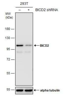 <b>Genetic Strategies Validation. </b>Western Blot: BICD2 Antibody (10811) [NBP2-43683] - Non-transfected (-) and transfected (+) 293T whole cell extracts (30 ug) were separated by 7.5% SDS-PAGE, and the membrane was blotted with BICD2 antibody.