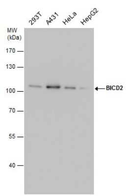 Western Blot: BICD2 Antibody (1824) [NBP2-43684] - Analysis of various whole cell extracts (30 ug) were separated by 7.5% SDS-PAGE, and the membrane was blotted with BICD2 antibody diluted by 1:1000.