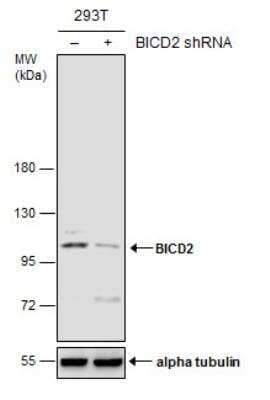 <b>Genetic Strategies Validation. </b>Western Blot: BICD2 Antibody (1824) [NBP2-43684] - Non-transfected (-) and transfected (+) 293T whole cell extracts (30 ug) were separated by 7.5% SDS-PAGE, and the membrane was blotted with BICD2 antibody [GT1824].