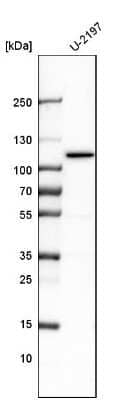 Western Blot: BICD2 Antibody [NBP1-81488] - Analysis in human cell line U-2197.