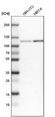 Western Blot: BICD2 Antibody [NBP1-81488] - Analysis in mouse cell line NIH-3T3 and rat cell line NBT-II.