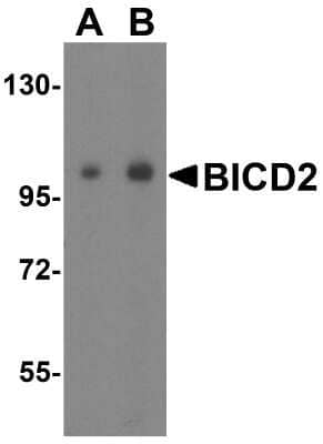 Western Blot: BICD2 Antibody [NBP2-81961] - Western blot analysis of BICD2 in 293 cell lysate with BICD2 antibody at (A) 1 and (B) 2 ug/mL.