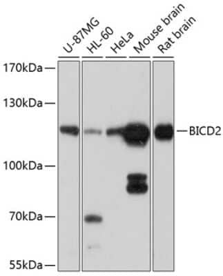 Western Blot: BICD2 Antibody [NBP2-91999] - Analysis of extracts of various cell lines, using BICD2 at 1:1000 dilution.Secondary antibody: HRP Goat Anti-Rabbit IgG (H+L) at 1:10000 dilution.Lysates/proteins: 25ug per lane.Blocking buffer: 3% nonfat dry milk in TBST.Detection: ECL Basic Kit .Exposure time: 30s.