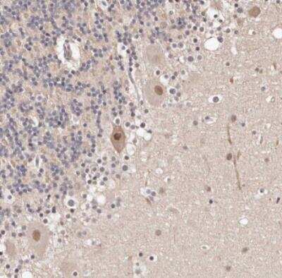 Immunohistochemistry-Paraffin: BICRAL Antibody [NBP1-86360] - Staining of human cerebellum shows moderate nuclear positivity in purkinje cells.