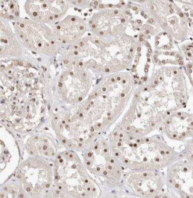 Immunohistochemistry-Paraffin: BICRAL Antibody [NBP1-86360] - Staining of human kidney shows moderate nuclear positivity in cells in tubules.
