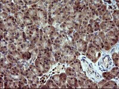 Immunohistochemistry: BID Antibody (OTI1G10) - Azide and BSA Free [NBP2-70254] - Analysis of Human pancreas tissue. (Heat-induced epitope retrieval by 10mM citric buffer, pH6.0, 120C for 3min)