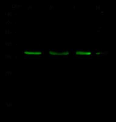 Western Blot BIK Antibody - Azide and BSA Free