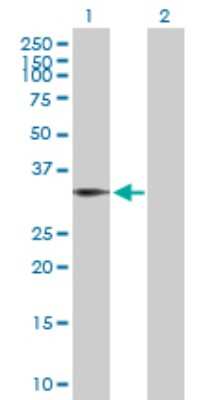Western Blot: BIN1 Antibody [H00000274-D01P] - Analysis of BIN1 expression in transfected 293T cell line by BIN1 polyclonal antibody.Lane 1: BIN1 transfected lysate(53.00 KDa).Lane 2: Non-transfected lysate.