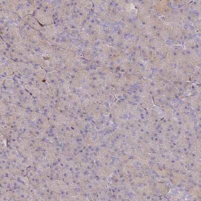 Immunohistochemistry-Paraffin: BIN2 Antibody [NBP2-48690] - Staining of human pancreas shows low expression as expected.