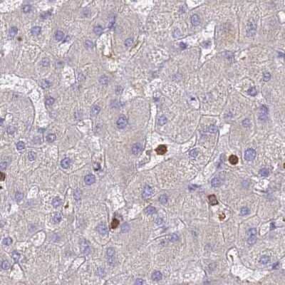 Immunohistochemistry-Paraffin: BIN2 Antibody [NBP2-48690] - Staining of human liver.