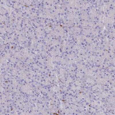 Immunohistochemistry-Paraffin: BIN2 Antibody [NBP2-48691] - Staining of human pancreas shows low expression as expected.