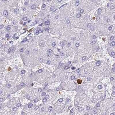 Immunohistochemistry-Paraffin: BIN2 Antibody [NBP2-48691] - Staining of human liver.