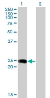 Western Blot: BIN3 Antibody (1H8) [H00055909-M02A] - Analysis of BIN3 expression in transfected 293T cell line by BIN3 monoclonal antibody (M02A), clone 1H8. Lane 1: BIN3 transfected lysatE (23.2 KDa). Lane 2: Non-transfected lysate.
