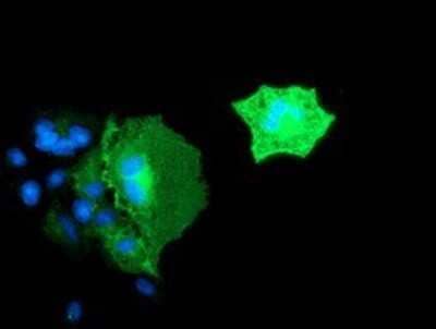 Immunocytochemistry/Immunofluorescence: BIN3 Antibody (OTI8E9) - Azide and BSA Free [NBP2-72051] - Staining of COS7 cells transiently transfected by pCMV6-ENTRY BIN3.