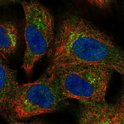 Immunocytochemistry/Immunofluorescence: BIRC6 Antibody [NBP2-57759] - Staining of human cell line A549 shows localization to the Golgi apparatus.