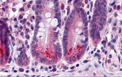 Immunohistochemistry: BIRC6 Antibody [NBP2-81962] - Analysis of BIRC6 in human small intestine tissue with BIRC6 antibody at 5 ug/ml. 