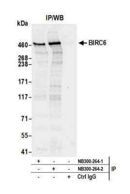 Immunoprecipitation: BIRC6 Antibody [NB300-264] - Detection of human BIRC6 by western blot of immunoprecipitates. Samples: Whole cell lysate (0.5 or 1.0 mg per IP reaction; 20% of IP loaded) from HeLa cells prepared using NETN lysis buffer. Antibodies: Affinity purified rabbit anti-BIRC6 antibody NB300-264 (lot 2) used for IP at 6 ug per reaction. BIRC6 was also immunoprecipitated by a previous lot of this antibody (lot 1). For blotting immunoprecipitated BIRC6, NB300-264 was used at 1 ug/ml. Detection: Chemiluminescence with an exposure time of 3 seconds.