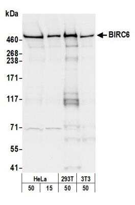 Western Blot: BIRC6 Antibody [NB300-264] - Detection of Human and Mouse BIRC6 by Western Blot. Samples: Whole cell lysate from HeLa, 293T, and mouse NIH3T3 cells prepared using NETN lysis buffer. Antibody: Affinity purified rabbit anti-BIRC6 antibody NB300-264 used for WB at 0.1 ug/ml. Detection: Chemiluminescence with an exposure time of 3 seconds.