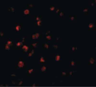 Immunocytochemistry/Immunofluorescence: BIRC8 Antibody [NBP1-03071] - Immunofluorescence of BIRC8 in HepG2 cells with BIRC8 Antibody at 20 ug/ml.