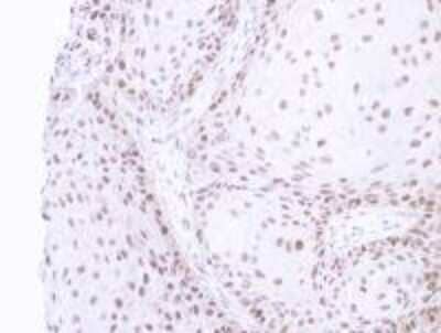 Immunohistochemistry BIVM Antibody