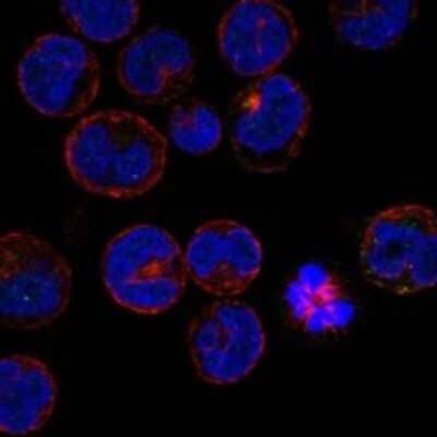 Immunocytochemistry/ Immunofluorescence BJHCC20A Antibody - BSA Free