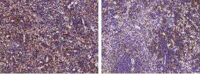 Immunohistochemistry-Paraffin: BLAME/SLAMF8 Antibody (242) [NBP2-90657] - Staining of mouse SLAMF8 in mouse spleen (from 2 donors) with rabbit monoclonal antibody (1:200). 