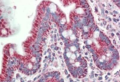 Immunohistochemistry-Paraffin: BLAME/SLAMF8 Antibody [NBP2-26110] - 5ug/ml staining of paraffin embedded Human Small Intestine. Steamed antigen retrieval with citrate buffer pH 6, AP-staining.