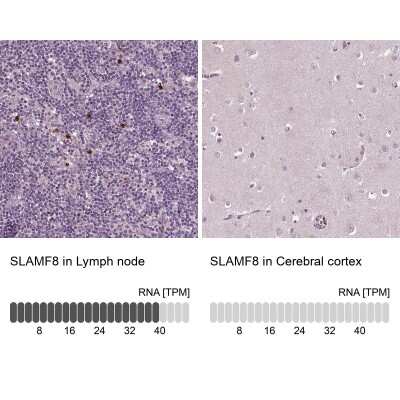 Immunohistochemistry-Paraffin: BLAME/SLAMF8 Antibody [NBP2-56595] - Staining in human lymph node and cerebral cortex tissues using anti-SLAMF8 antibody. Corresponding SLAMF8 RNA-seq data are presented for the same tissues.
