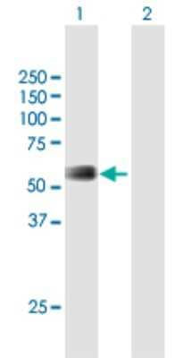 Western Blot: BLAP75 Antibody [H00080010-B01P] - Analysis of RMI1 expression in transfected 293T cell line by RMI1 polyclonal antibody.  Lane 1: C9orf76 transfected lysate(41.8 KDa). Lane 2: Non-transfected lysate.