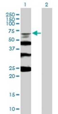 Western Blot: BLAP75 Antibody [H00080010-B02P] - Analysis of RMI1 expression in transfected 293T cell line by RMI1 polyclonal antibody.  Lane 1: C9orf76 transfected lysate(51.7 KDa). Lane 2: Non-transfected lysate.