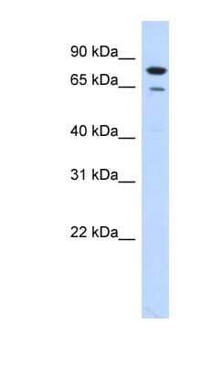 Western Blot: BLAP75 Antibody [NBP1-58133] - Transfected 293T cell lysate, concentration 0.2-1 ug/ml.