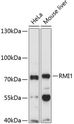 Western Blot: BLAP75 Antibody [NBP2-92213] - Analysis of extracts of various cell lines, using BLAP75 . Exposure time: 90s.