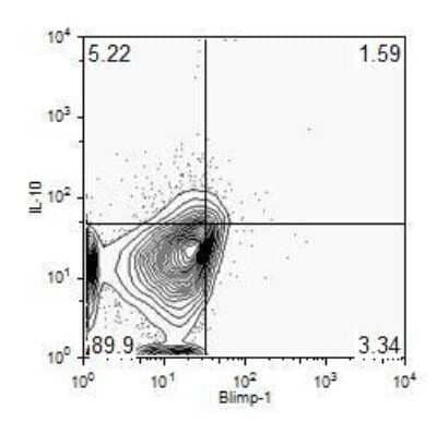 Flow Cytometry: BLIMP1/PRDM1 Antibody (3H2-E8) - Azide and BSA Free [NBP2-80597] - IL-10+Blimp-1-, IL-10+Blimp-1+, IL-10-Blimp-1+ and IL-10-Blimp-1- cells, % total living single splenic CD19+ cells of 3 total mice (Tedder Lab; Duke Univ). Image from the standard format of this antibody.