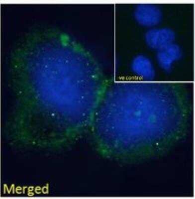 Immunocytochemistry/Immunofluorescence: BLNK Antibody [NB100-804] - Immunofluorescence analysis of paraformaldehyde fixed HepG2 cells, permeabilized with 0.15% Triton. Primary incubation 1hr (10 ug/mL) followed by Alexa Fluor 488 secondary antibody (2 ug/mL), showing some membrane staining. The nuclear stain is DAPI (blue). Negative control: Unimmunized goat IgG (10 ug/mL) followed by Alexa Fluor 488 secondary antibody (2 ug/mL).