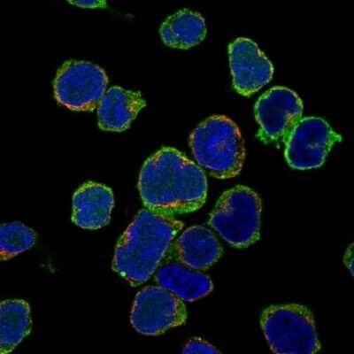 Immunocytochemistry/Immunofluorescence: BLNK Antibody [NBP2-14355] - Staining of human cell line REH shows localization to plasma membrane & cytoplasmic bodies. Antibody staining is shown in green.