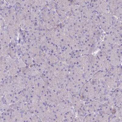 Immunohistochemistry-Paraffin: BLNK Antibody [NBP2-14355] - Staining of human pancreas shows low expression as expected.