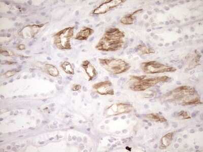 Immunohistochemistry: BLNK Antibody (OTI4C9) - Azide and BSA Free [NBP2-71855] - Analysis of Human Kidney tissue. (Heat-induced epitope retrieval by 1mM EDTA in 10mM Tris buffer (pH8.5) at 120C for 3 min)