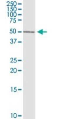 Western Blot: BLNK Antibody [H00029760-D01P] - Analysis of BLNK expression in PC-12.