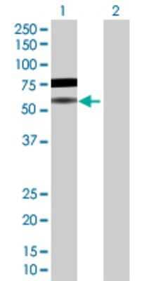 Western Blot: BLNK Antibody [H00029760-D01P] - Analysis of BLNK expression in transfected 293T cell line by BLNK polyclonal antibody.Lane 1: BLNK transfected lysate(50.50 KDa).Lane 2: Non-transfected lysate.