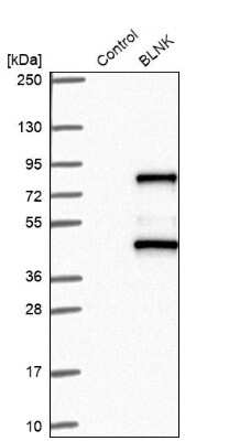 Western Blot: BLNK Antibody [NBP2-14355] - Analysis in control (vector only transfected HEK293T lysate) and BLNK over-expression lysate (Co-expressed with a C-terminal myc-DDK tag (3.1 kDa) in mammalian HEK293T cells).