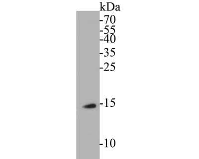 Western Blot: BLOC1S1 Antibody [NBP2-89162] - Analysis of BLOS1 on rice tissue lysates. Proteins were transferred to a PVDF membrane and blocked with 5% BSA in PBS for 1 hour at room temperature. The primary antibody was used in 5% BSA at room temperature for 2 hours. Goat Anti-Rabbit IgG - HRP Secondary Antibody at 1:5,000 dilution was used for 1 hour at room temperature.