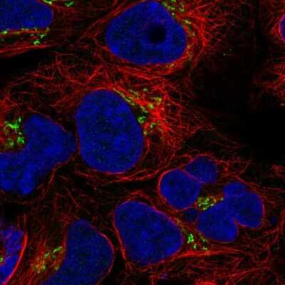 Immunocytochemistry/Immunofluorescence: BLOS3 Antibody [NBP2-55573] - Staining of human cell line HEK 293 shows localization to the Golgi apparatus.