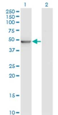 Western Blot: BLU Antibody (3A6) [H00051364-M05] - Analysis of ZMYND10 expression in transfected 293T cell line by ZMYND10 monoclonal antibody (M05), clone 3A6. Lane 1: ZMYND10 transfected lysate (Predicted MW: 50.3 KDa). Lane 2: Non-transfected lysate.