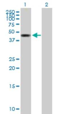 Western Blot: BLU Antibody [H00051364-B01P] - Analysis of ZMYND10 expression in transfected 293T cell line by ZMYND10 polyclonal antibody.  Lane 1: ZMYND10 transfected lysate(48.4 KDa). Lane 2: Non-transfected lysate.