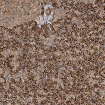 Immunohistochemistry-Paraffin: BLZF1 Antibody [NBP1-83082] - Staining of human pancreas shows strong cytoplasmic positivity in exocrine cells.