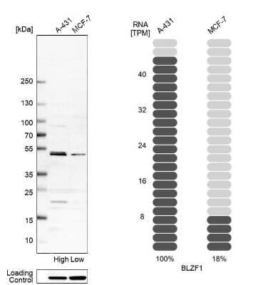 <b>Orthogonal Strategies Validation. </b>Western Blot: BLZF1 Antibody [NBP1-83082] - Analysis in human cell line A-431 and human cell line MCF-7.