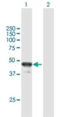 Western Blot: BLZF1 Antibody [H00008548-B01P] - Analysis of BLZF1 expression in transfected 293T cell line by BLZF1 polyclonal antibody.  Lane 1: BLZF1 transfected lysate(44 KDa). Lane 2: Non-transfected lysate.