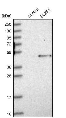 Western Blot BLZF1 Antibody - BSA Free